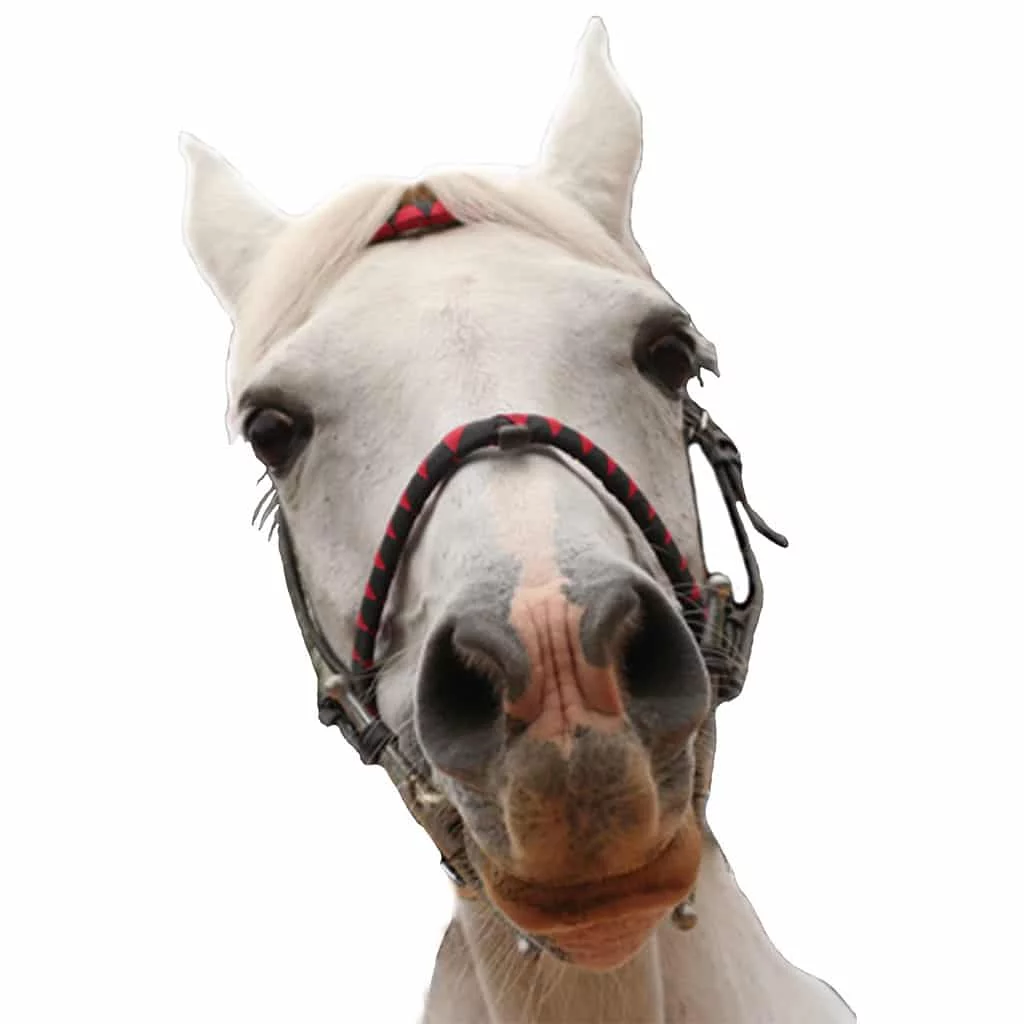horse looking perplexed